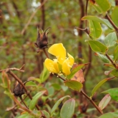 Hypericum patulum at Fadden, ACT - 27 Feb 2016 09:21 AM