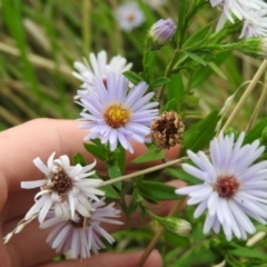 Symphyotrichum novi-belgii (Michaelmas Daisy) at Fadden Hills Pond - 27 Feb 2016 by ArcherCallaway