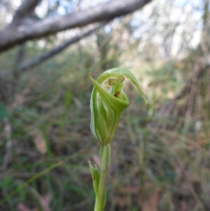 Diplodium decurvum at Booth, ACT - 28 Feb 2016