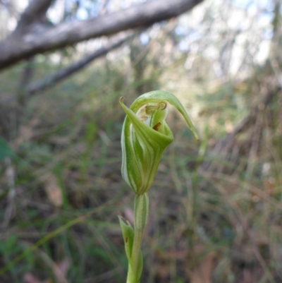 Diplodium decurvum (Summer greenhood) at Namadgi National Park - 27 Feb 2016 by SuziBond