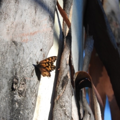 Geitoneura klugii (Marbled Xenica) at Namadgi National Park - 27 Feb 2016 by RyuCallaway