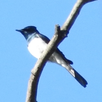 Myiagra cyanoleuca (Satin Flycatcher) at Namadgi National Park - 27 Feb 2016 by RyuCallaway