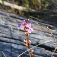 Stylidium (genus) (Trigger Plant) at Booth, ACT - 28 Feb 2016 by ArcherCallaway