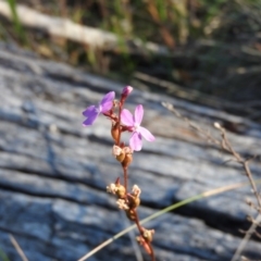 Stylidium sp. (Trigger Plant) at Namadgi National Park - 27 Feb 2016 by RyuCallaway