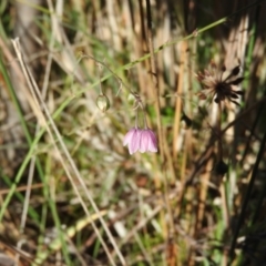 Arthropodium fimbriatum (Nodding Chocolate Lily) at Booth, ACT - 28 Feb 2016 by ArcherCallaway