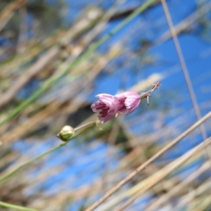 Arthropodium fimbriatum at Booth, ACT - 28 Feb 2016