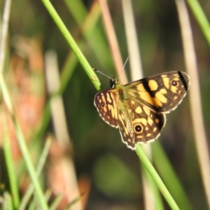 Oreixenica lathoniella at Booth, ACT - 28 Feb 2016 08:53 AM