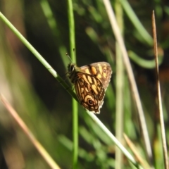 Oreixenica lathoniella at Booth, ACT - 28 Feb 2016 08:53 AM