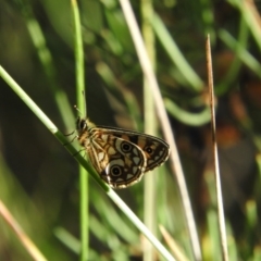 Oreixenica lathoniella at Booth, ACT - 28 Feb 2016