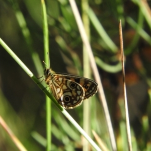 Oreixenica lathoniella at Booth, ACT - 28 Feb 2016 08:53 AM