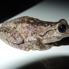 Litoria peronii (Peron's Tree Frog, Emerald Spotted Tree Frog) at Pretty Beach, NSW - 1 Feb 2016 by Philip