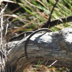 Pseudemoia entrecasteauxii (Woodland Tussock-skink) at Namadgi National Park - 27 Feb 2016 by ArcherCallaway