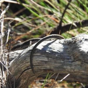 Pseudemoia entrecasteauxii at Booth, ACT - 28 Feb 2016 09:03 AM