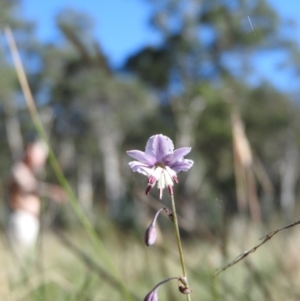 Arthropodium milleflorum at Booth, ACT - 28 Feb 2016 09:07 AM