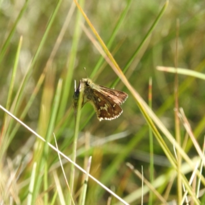 Atkinsia dominula (Two-brand grass-skipper) at Booth, ACT - 27 Feb 2016 by RyuCallaway