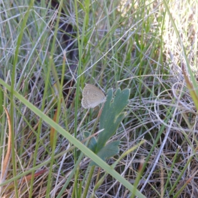 Zizina otis (Common Grass-Blue) at Booth, ACT - 28 Feb 2016 by ArcherCallaway