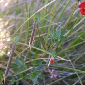 Lotus corniculatus at Booth, ACT - 28 Feb 2016