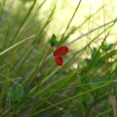 Lotus corniculatus at Booth, ACT - 28 Feb 2016