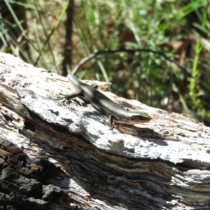 Pseudemoia entrecasteauxii at Booth, ACT - 28 Feb 2016 09:31 AM