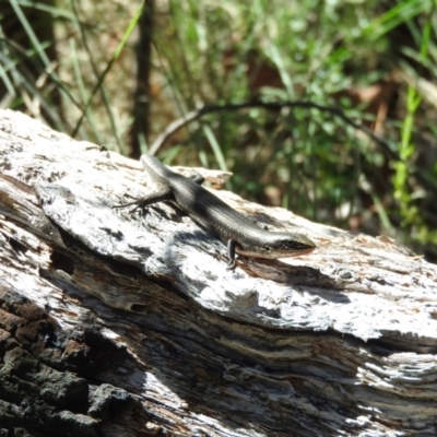 Pseudemoia entrecasteauxii (Woodland Tussock-skink) at Namadgi National Park - 27 Feb 2016 by ArcherCallaway