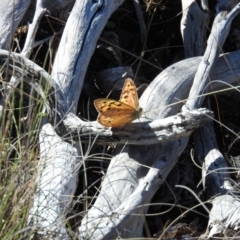 Heteronympha merope (Common Brown Butterfly) at Booth, ACT - 27 Feb 2016 by RyuCallaway