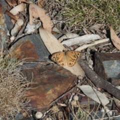 Heteronympha merope (Common Brown Butterfly) at Booth, ACT - 28 Feb 2016 by ArcherCallaway