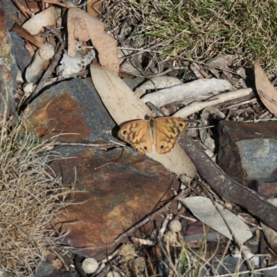 Heteronympha merope (Common Brown Butterfly) at Booth, ACT - 28 Feb 2016 by ArcherCallaway