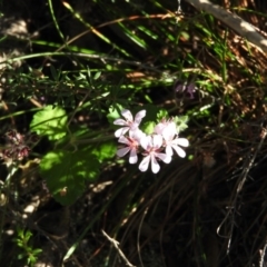 Pelargonium australe (Austral Stork's-bill) at Namadgi National Park - 27 Feb 2016 by RyuCallaway