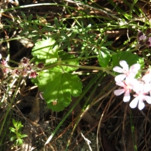 Pelargonium australe at Booth, ACT - 28 Feb 2016