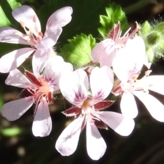 Pelargonium australe at Booth, ACT - 28 Feb 2016 10:01 AM