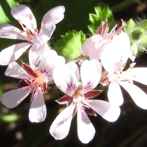 Pelargonium australe at Booth, ACT - 28 Feb 2016 10:01 AM