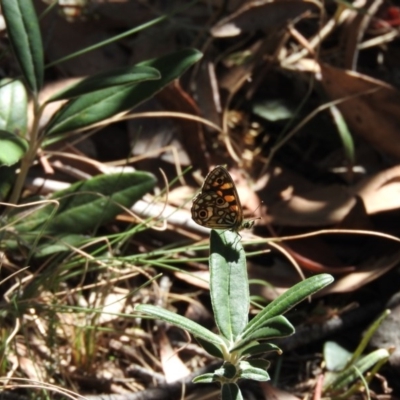 Oreixenica lathoniella (Silver Xenica) at Booth, ACT - 28 Feb 2016 by ArcherCallaway