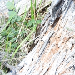 Eulamprus heatwolei (Yellow-bellied Water Skink) at Namadgi National Park - 28 Feb 2016 by ArcherCallaway