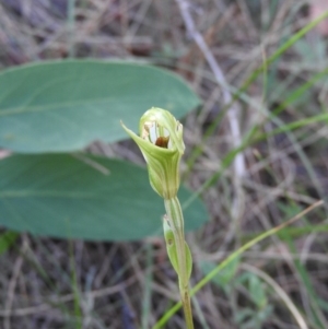 Diplodium decurvum at Booth, ACT - 28 Feb 2016