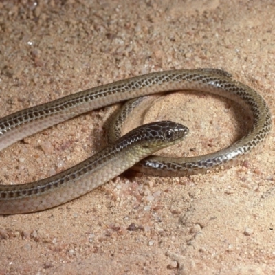 Delma impar (Striped Legless-lizard) at Gungahlin, ACT - 24 May 1979 by wombey