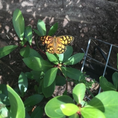 Heteronympha paradelpha (Spotted Brown) at O'Connor, ACT - 27 Feb 2016 by ibaird