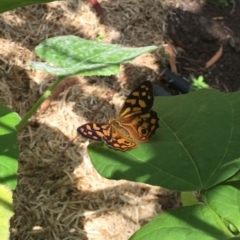 Heteronympha paradelpha at O'Connor, ACT - 28 Feb 2016