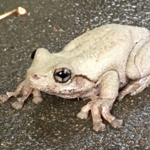 Litoria peronii at Flynn, ACT - 28 Feb 2016 10:42 PM