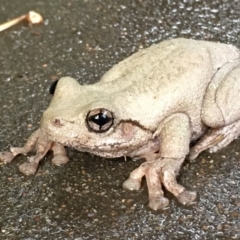 Litoria peronii (Peron's Tree Frog, Emerald Spotted Tree Frog) at Flynn, ACT - 28 Feb 2016 by DebM