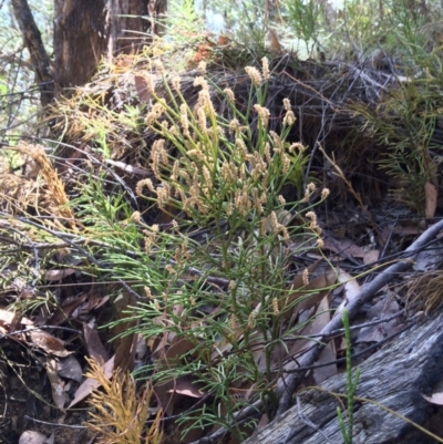 Pseudolycopodium densum (Bushy Club Moss) at Uriarra Village, ACT - 15 Feb 2016 by NickiTaws