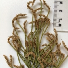 Pseudolycopodium densum at Uriarra Village, ACT - suppressed