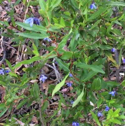 Billardiera heterophylla (Western Australian Bluebell Creeper) at Chifley, ACT - 17 Jan 2016 by George