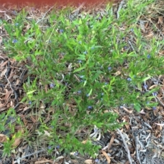 Billardiera heterophylla at Chifley, ACT - 18 Jan 2016