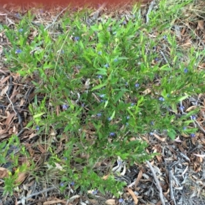 Billardiera heterophylla at Chifley, ACT - 18 Jan 2016 12:00 AM