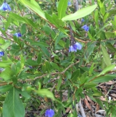 Billardiera heterophylla at Chifley, ACT - 18 Jan 2016 12:00 AM