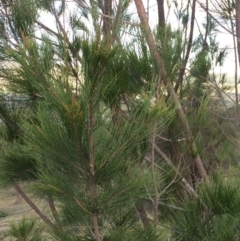 Allocasuarina littoralis (Black She-oak) at Chifley, ACT - 18 Jan 2016 by George