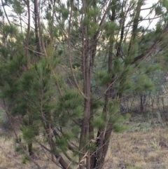 Allocasuarina littoralis at Chifley, ACT - 18 Jan 2016 12:00 AM