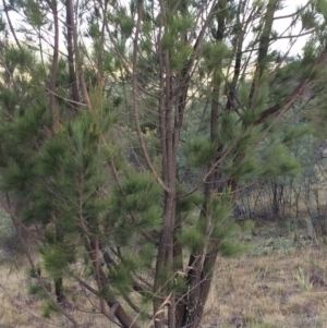 Allocasuarina littoralis at Chifley, ACT - 18 Jan 2016