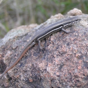 Morethia boulengeri at Pearce, ACT - 24 Sep 2011