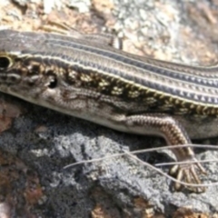 Ctenotus robustus (Robust Striped-skink) at Mount Taylor - 26 Sep 2011 by MatthewFrawley